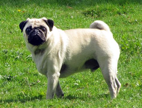 Pug - Simple English Wikipedia, the free encyclopedia