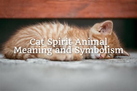 Cat Spirit Animal – Meaning and Symbolism - Spirit Animal Mysteries