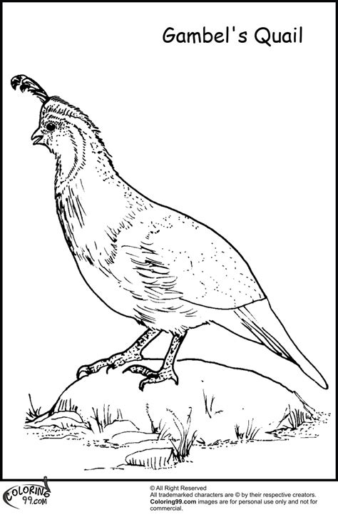 Quail Coloring Pages Team Colors