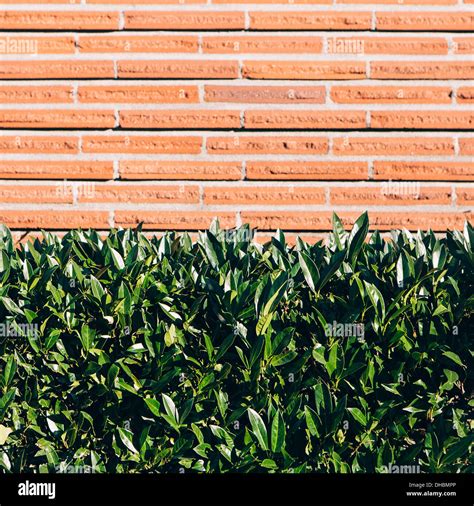 Laurel Hedge And Brick Wall Hi Res Stock Photography And Images Alamy