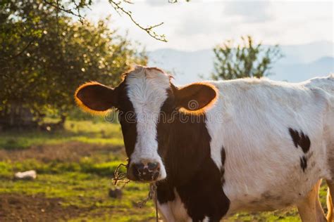 Vacas Blancos Y Negros En Un Campo Herboso Imagen De Archivo Imagen