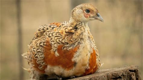 Ringneck X Red Golden Pheasant Hybrids Youtube