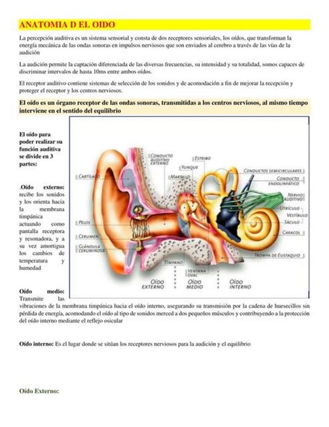 Anatomía del Oído Natalia uDocz