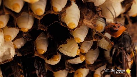 The Extraordinary Life Cycle of a Hornet Colony Smithsonian Magazine