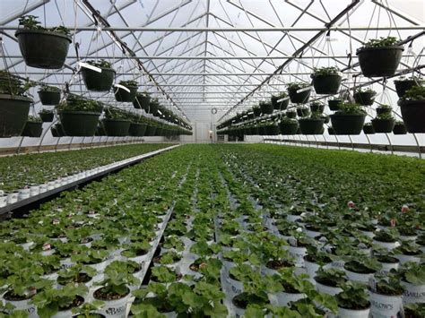 Your Best Greenhouse Is Your Best Bet For Growing Vegetables ...