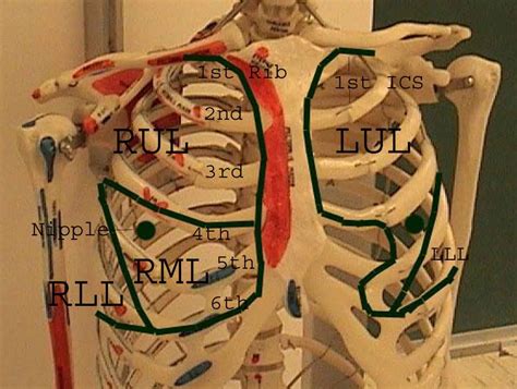 Respiratory Examination Wikidoc