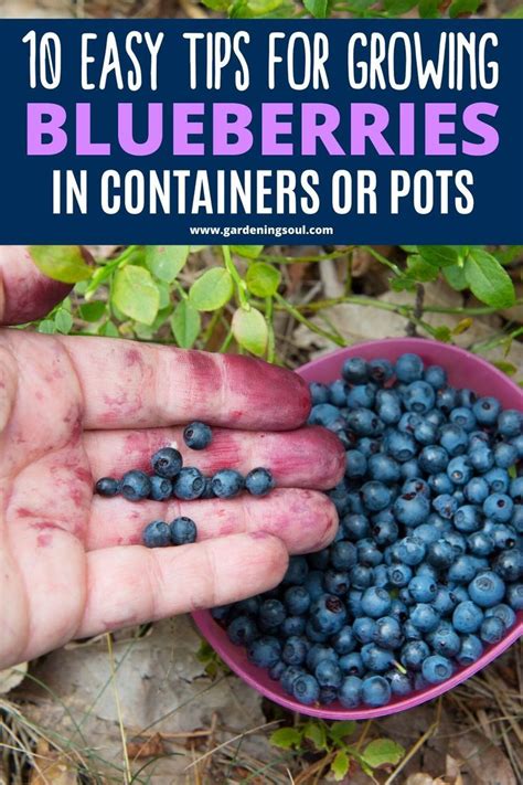 10 Easy Tips For Growing Blueberries In Containers Or Pots Growing