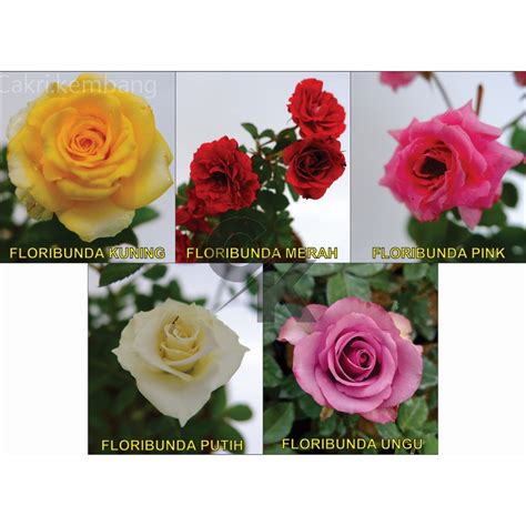 Jual Mawar Floribunda Rosa Sp Berbunga Tanaman Mawar Flori Berbunga