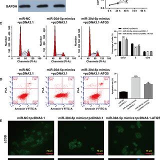 Effects Of Mir D P Overexpression On Cell Apoptosis And Autophagy In