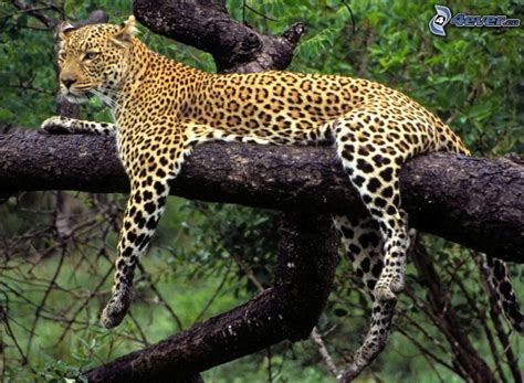 Leopardo En Un árbol