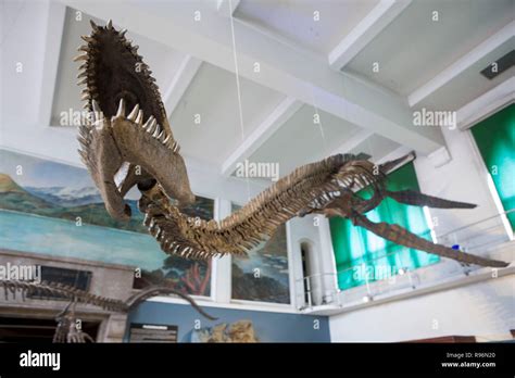 Plesiosaur skeleton hi-res stock photography and images - Alamy