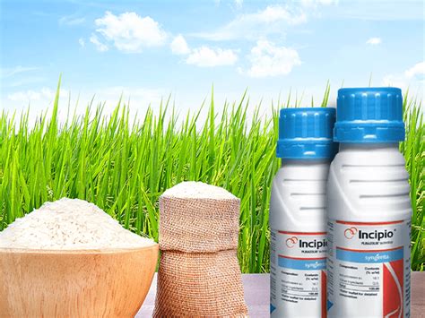 Incipio | Syngenta