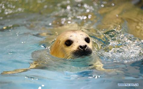 In Pics New Born Seal Cub At Harbin Polarland China Plus