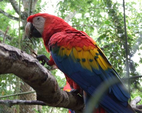 The Belize Zoo The Road Chose Me