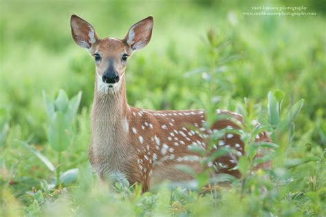 Whitetail Deer Photography - Whitetail Deer Photography