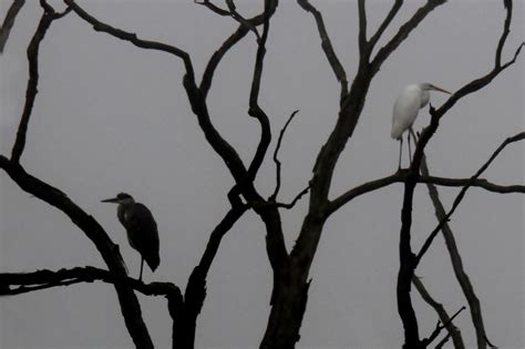 L Aigrette Et Le H Ron Dans La Brume Francine Lacroix Flickr