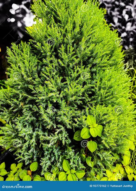 Creeping Juniper stock photo. Image of native, cedar - 93773162