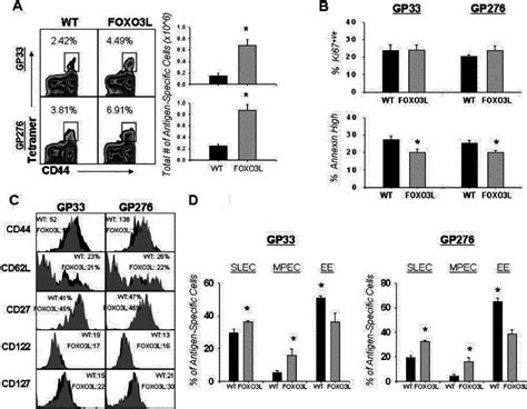 Increased Numbers Of Lcmv Specific Cd T Cells During The Chronic Phase