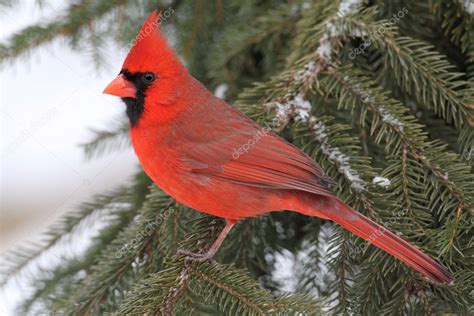 Cardinal In Snow Stock Photo By Steve Byland 7928239