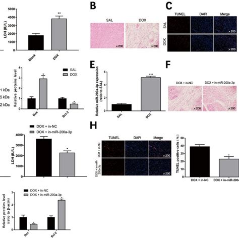 Myocardial Injury Rat Model Effect Of Mir A P On Cell