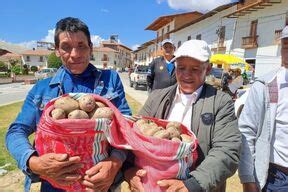 Midagri Variedades De Papa Con Alta Calidad Incrementa En