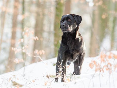 Labrador Retrievers As Guard Dogs Temperament And Training