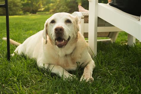 Mast Cell Tumors in Dogs: What You Need to Know | Laurel Veterinary Clinic