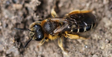 Brigit Strawbridge Howard Why Solitary Bees Are Such Amazing Pollinators