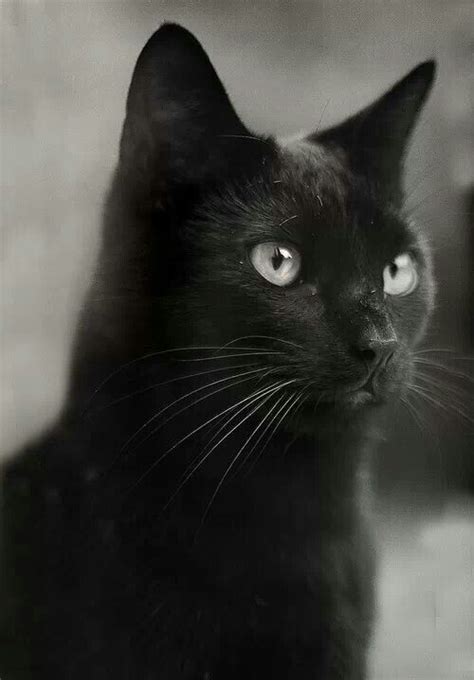 Amazing Eye Color On This Beautiful Black Cat God Created All And