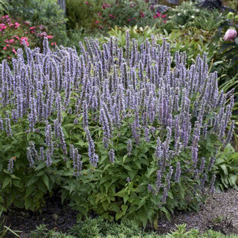 Hyssop Agastache Blue Fortune 1 Gal