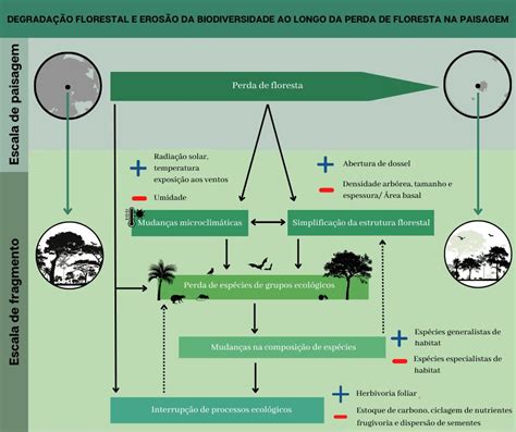 Dez Anos De Pesquisa Mostram O Impacto Negativo Do Desmatamento Na Mata