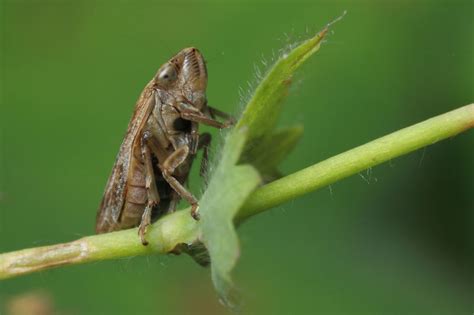 Common Froghopper – wildlifemacro