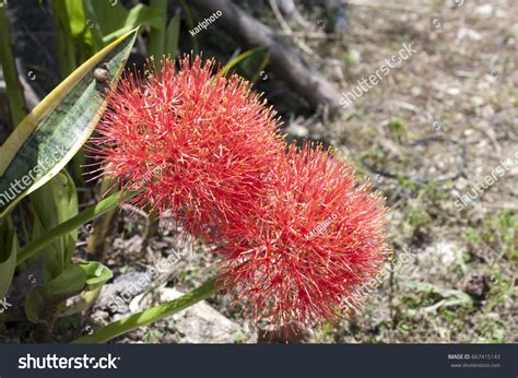 Blood Lily Flower Powder Puff Lilyhaemanthus Stock Photo 667415143