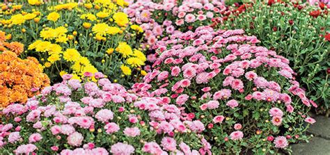 Hardy Mums Care And Info Adams Fairacre Farms