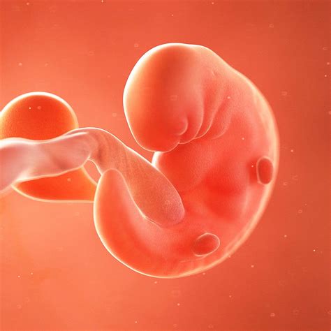 6 Weeks Pregnant Baby Development Symptoms And Signs Week By Week