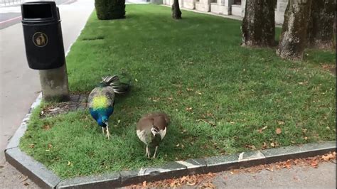 Watch This Peacocks Dance Through The Streets Of A Mysterious City