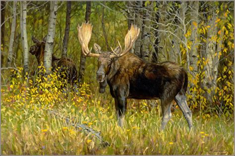 Moose Oil Painting By Wildlife Artist Bruce Miller Moose Painting