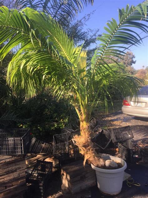 Spectacular Indoor Coconut In Oc California Discussing Palm Trees