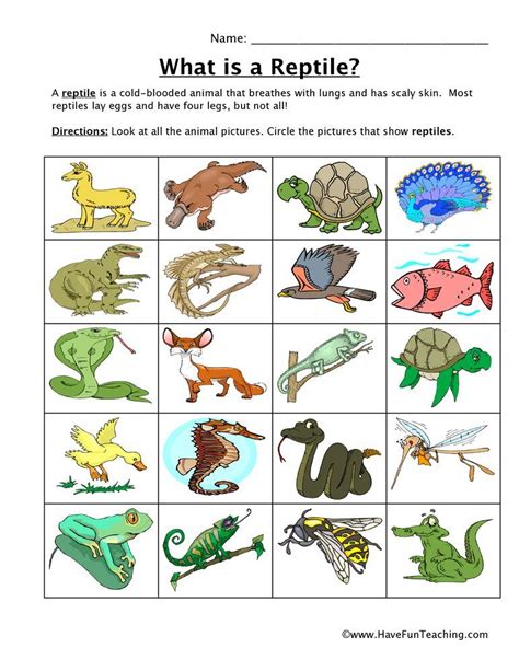 Mammals Reptiles And Amphibians Worksheets