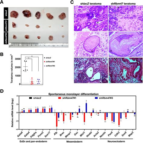 Rbm Knockdown Compromises The Multi Lineage Differentiation Potential