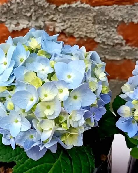 Nueva Idea Para Propagar Una Flor De Hortensia A Partir De Esquejes