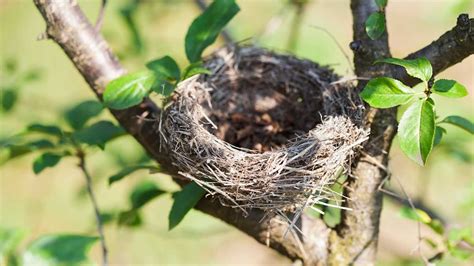 How To Get Rid Of A Birds Nest Humanely