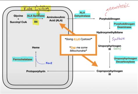 Synthesis And Degradation Of Heme Porphyrin Metabolism Flashcards Quizlet