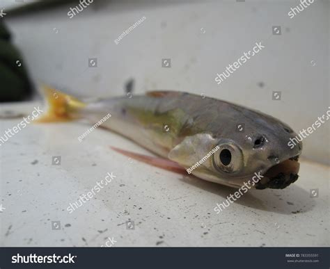 17 Candiru Images, Stock Photos & Vectors | Shutterstock