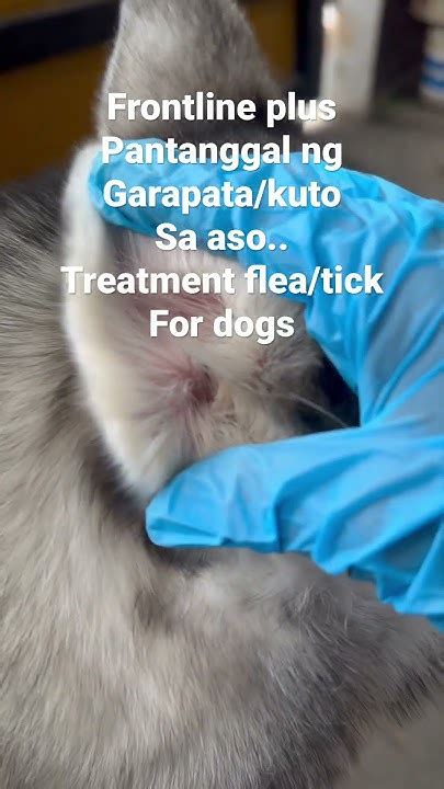 Effective Treatment For Fleatickpantanggal Ng Garapata At Kuto Ng Aso