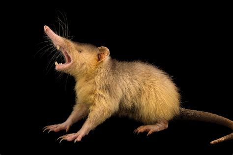 Absurd Creature of the Week: The Mystery of Solenodon, the Mammal That ...