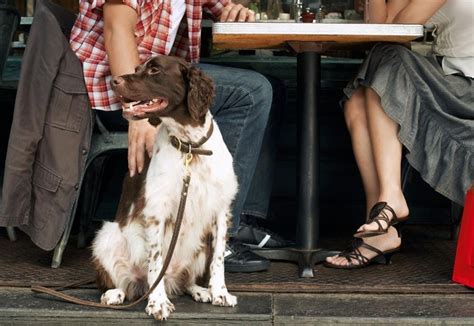 10 Dog-Friendly Places For You and Your Bestie in Hampton Roads