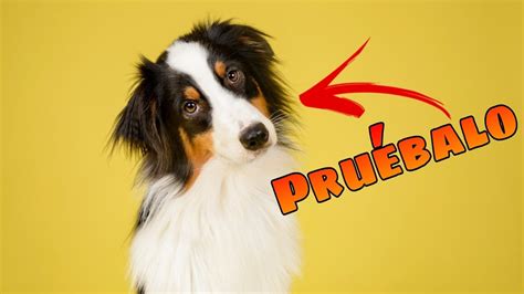 🔊 Sonidos Que Harán Que Tu Perro Gire La Cabeza 🐶 Pruebalo Con Tu