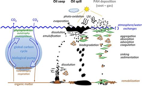 Main Processes Determining The Fate Of Oil And Pahs In The Marine