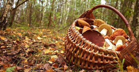 Mycophagie Ces Animaux Qui Mangent Les Champignons Dossier